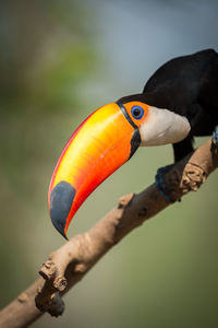 Low angle view of toco toucan perching on stick