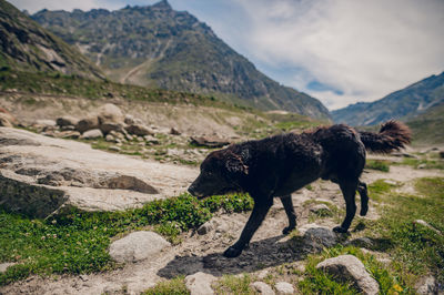 Dog standing on mountain