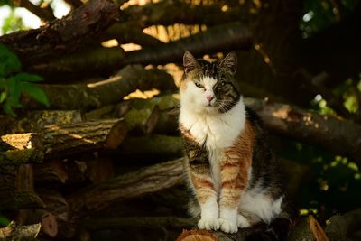 Portrait of cat sitting outdoors
