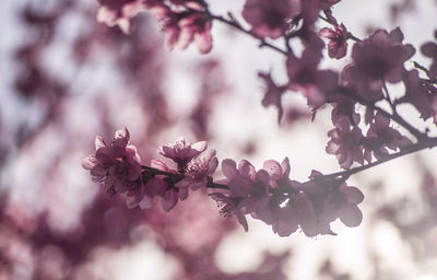 A close-up of a pink flowered peach tree