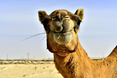 Camel posing for a portrait in the wilderness of the desert