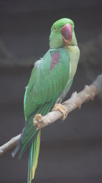 Close-up of parrot perching on branch