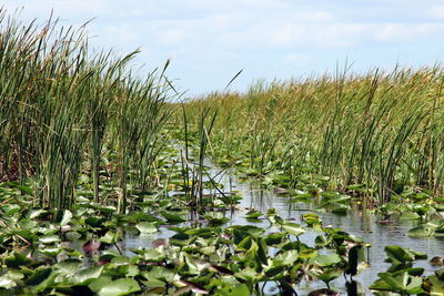 Plants growing on field by lake against sky