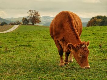 Cow grazing on field