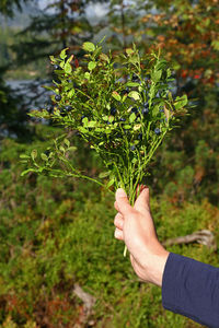 Cropped image of person holding plant