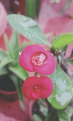 Close-up of pink flower blooming outdoors