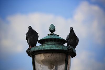 Low angle view of bird perching against sky