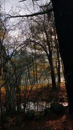 Bare trees against sky