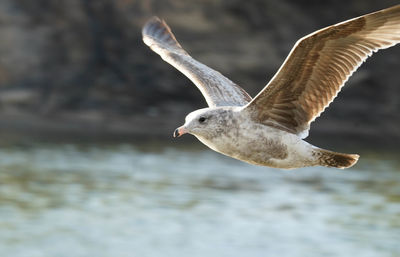 Close-up of seagull flying over sea