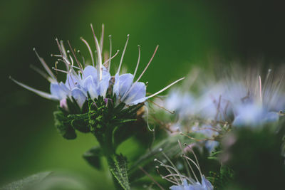 Close-up of purple flowers