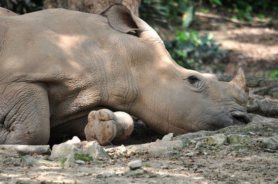 Close-up of elephant on land