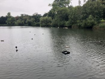 View of ducks swimming in lake