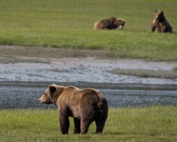 Bears standing on grassy field