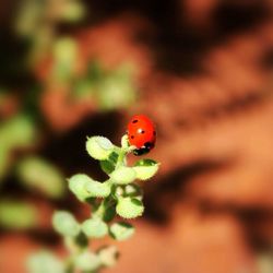 Close-up of ladybug on flower