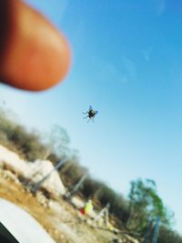 Low angle view of insect flying in sky