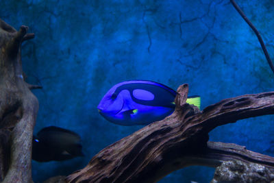 Close-up of blue swimming in sea