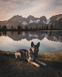 View of dog on lake against mountain range