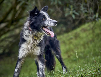 Close-up of dog running on field