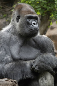 Close-up of gorilla sitting in zoo