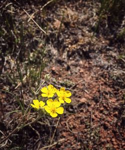 Close-up of yellow crocus blooming on field