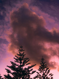 Low angle view of silhouette tree against sky at sunset