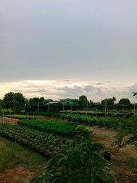 Scenic view of field against sky during sunset