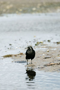 Bird perching on a rock