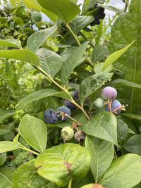 Close-up of fruits growing on plant