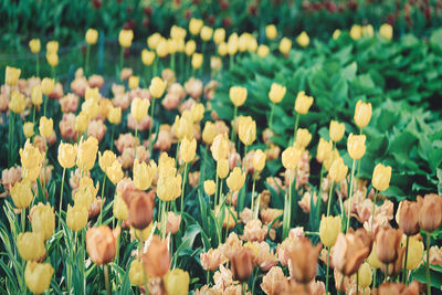 Close-up of yellow tulips on field