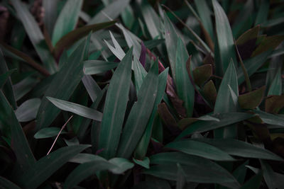 Full frame shot of plants growing on field