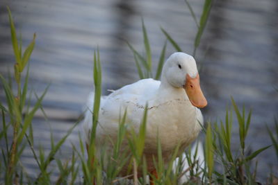 Duck in a lake