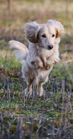 Dog running in field