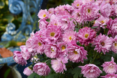 Close-up of pink flowers