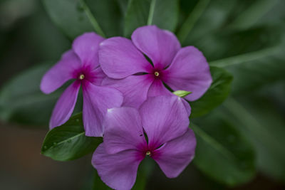 Close-up of pink flowering plant