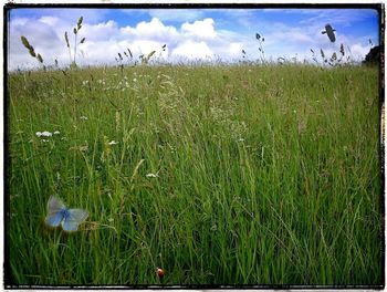 Scenic view of grassy field against cloudy sky