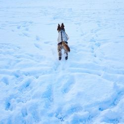 Dog on field during winter