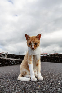 Portrait of cat sitting