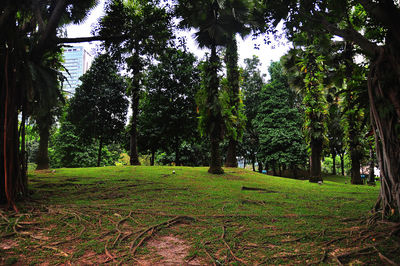 Trees in forest