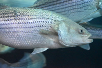 Close-up of fish underwater