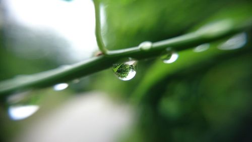 Close-up of water drops on leaf