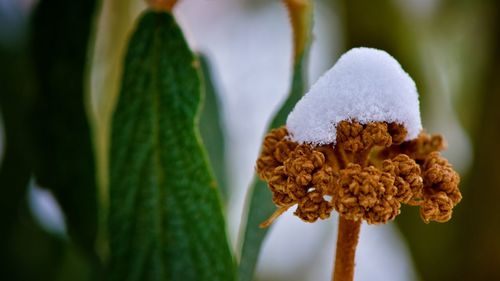 Close-up of plant against blurred background