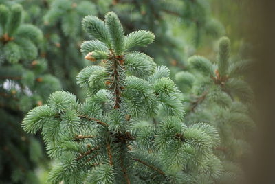 Close-up of leaves