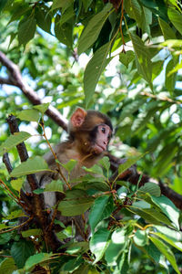 Low angle view of monkey chilling out at arashiyama monkey park, kyoto, japan