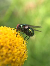 Close-up of fly pollinating on yellow flower