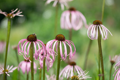 Close-up of purple flowering plants