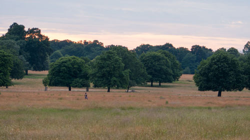 Trees on field against sky