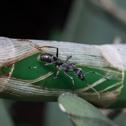 Close-up of insect