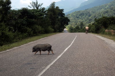 Pig walking on street