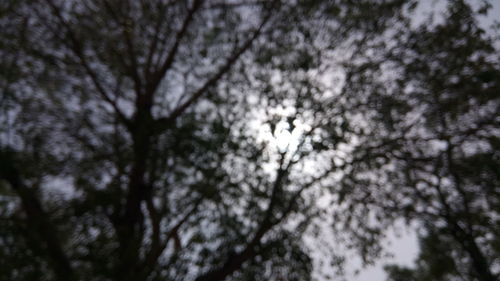 Low angle view of tree branches against sky