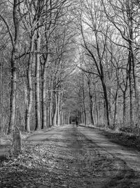 Bare trees along road in forest